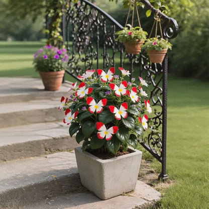 🏆 ПРОДАДЕНИ СА НАД 50 000! 🦋🌸 Семена за цвете Moonlight Butterfly – Засаждане през четирите сезона, многогодишни цветя и зашеметяваща градинска елегантност 🍂