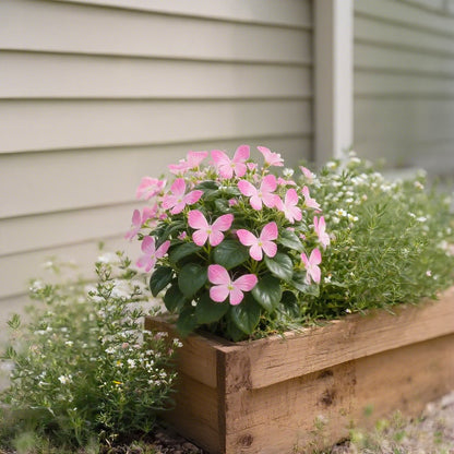 🏆 ПРОДАДЕНИ СА НАД 50 000! 🦋🌸 Семена за цвете Moonlight Butterfly – Засаждане през четирите сезона, многогодишни цветя и зашеметяваща градинска елегантност 🍂