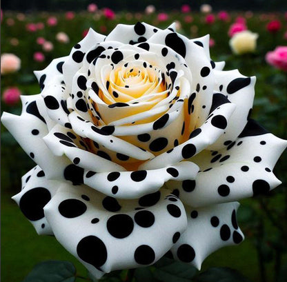 🌹Редки и цветни семена на Moonlight Rose🌈Лесни за засаждане